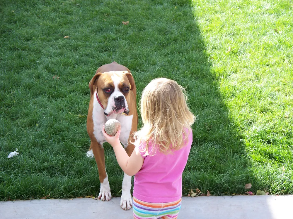 Boxer spielt mit einem Kind und einem Ball im Garten
