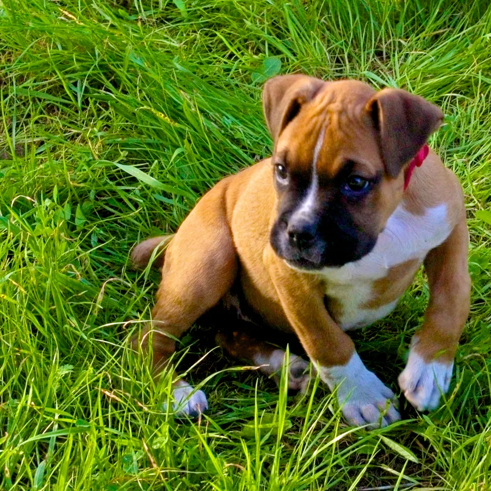 Boxerwelpe im Alter von zwei Monaten