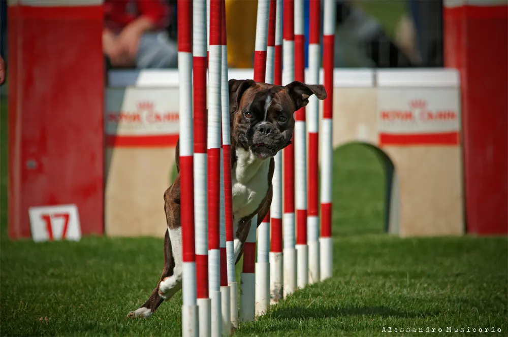 Boxer im Slalom eines Agility-Parcours