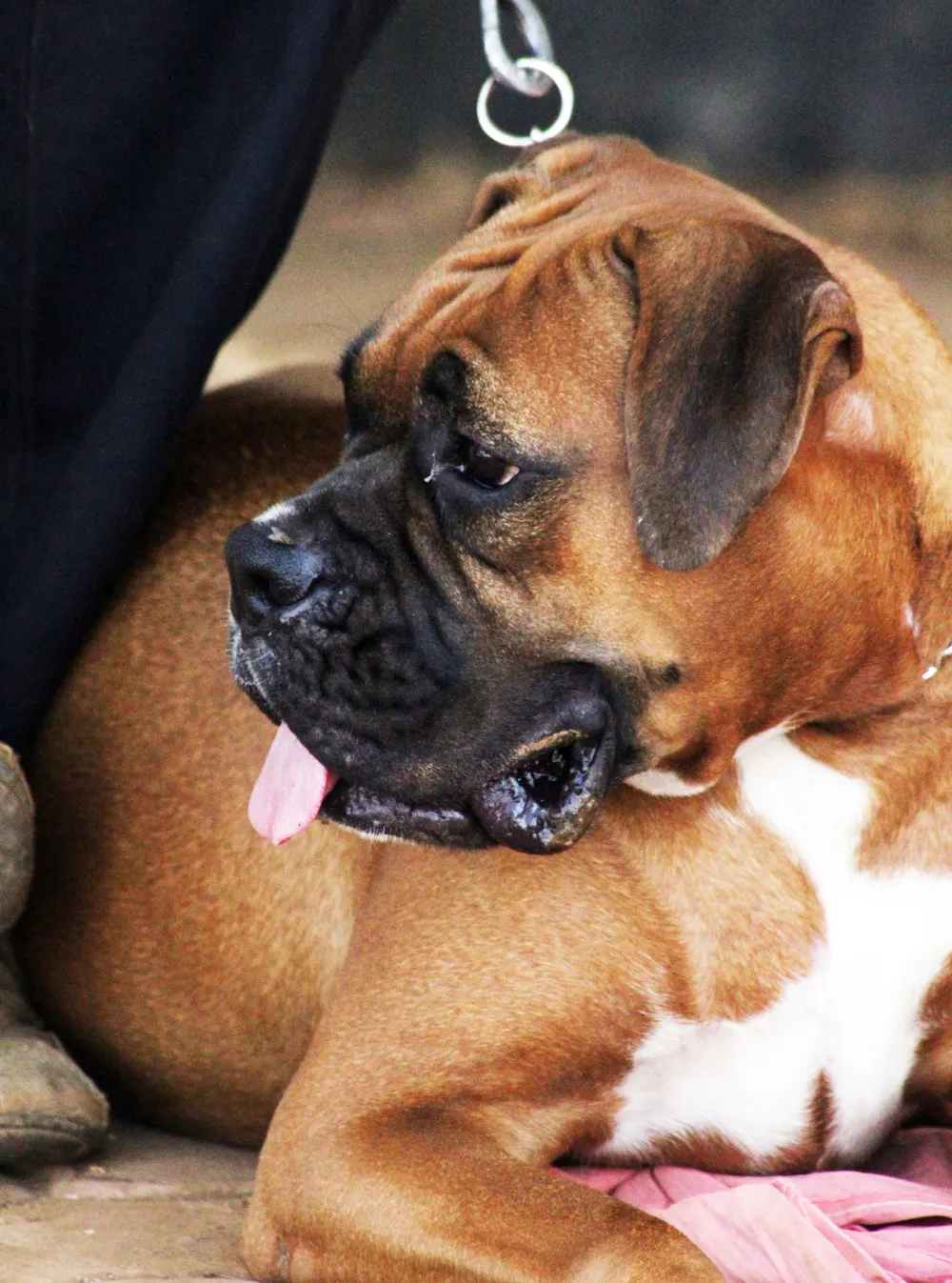 Sitzender Boxer in gutem Ernährungszustand