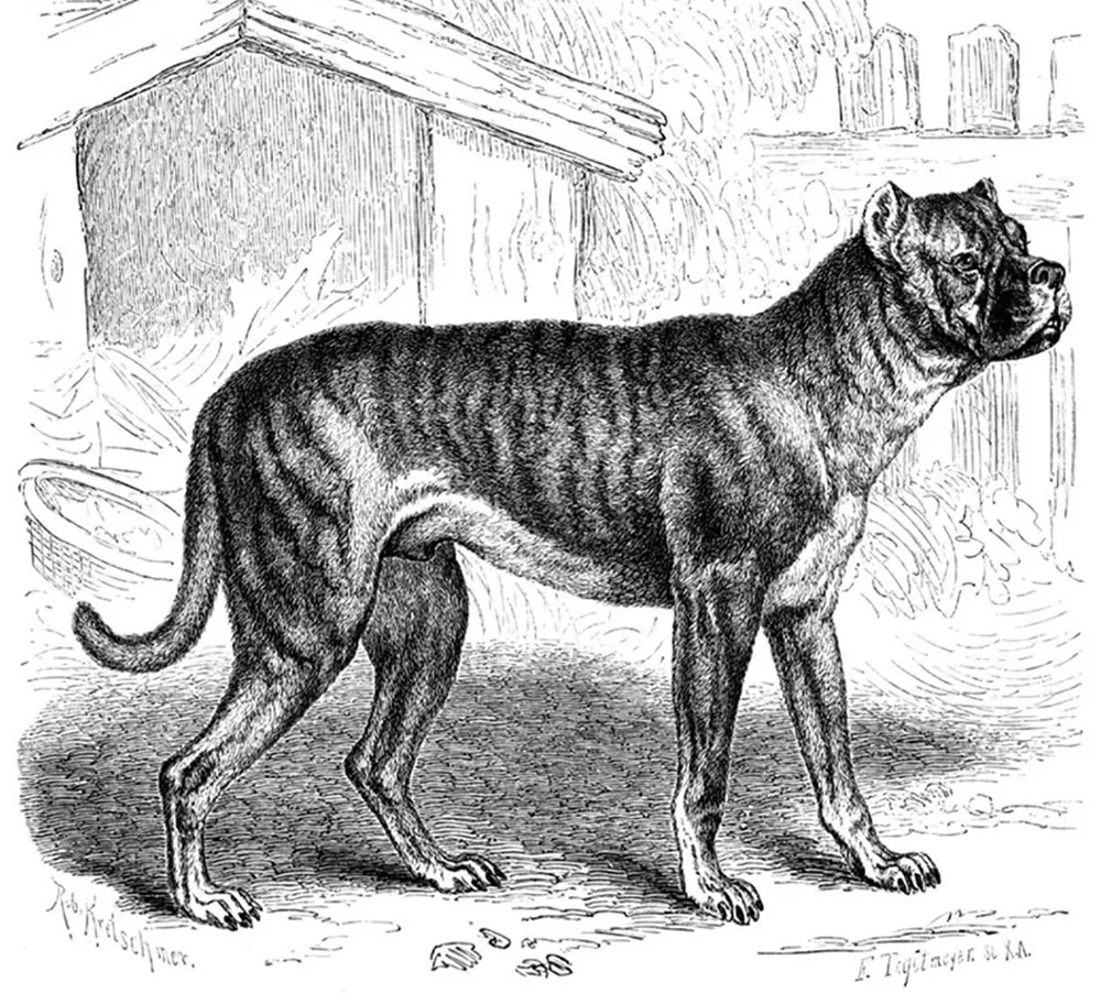Historische Darstellung des Brabanter Bullenbeissers, des Vorfahren des Boxers