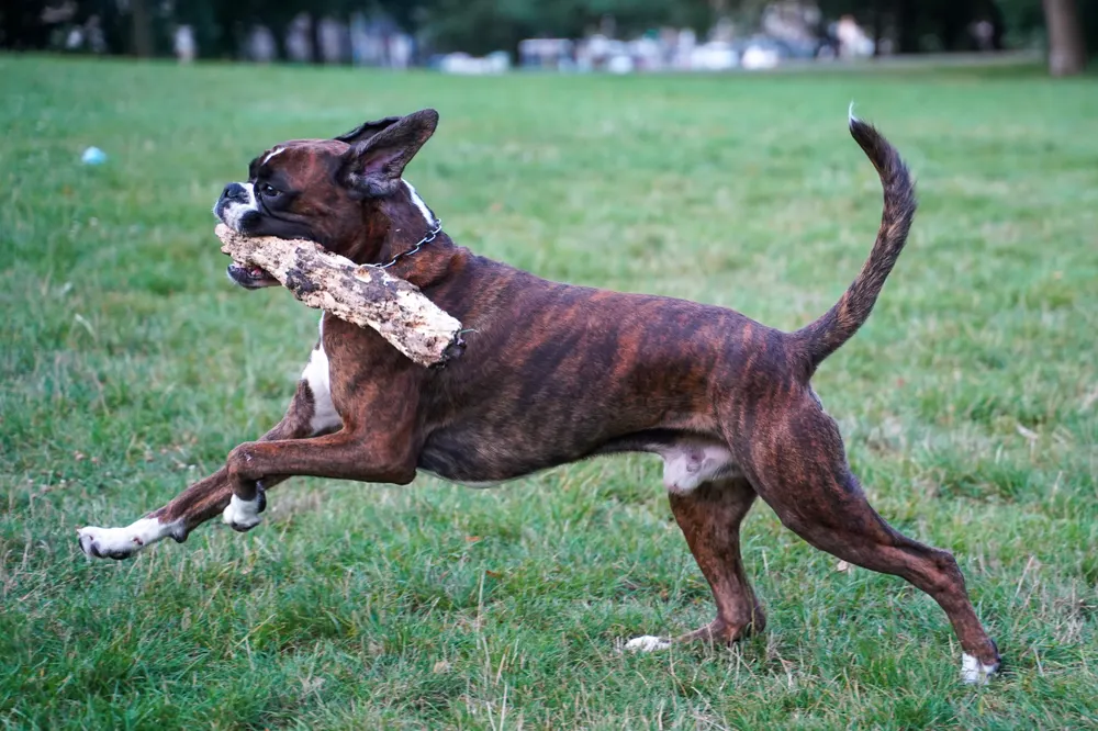 Gestromter Deutscher Boxer im vollen Lauf über eine Wiese