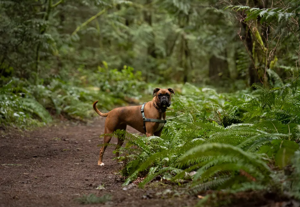 Boxer auf einem Waldweg zwischen Bäumen