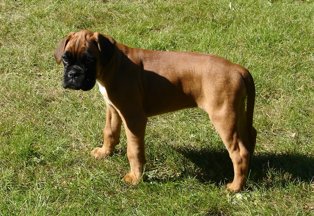 Boxerwelpe mit Schlappohren auf einer Decke