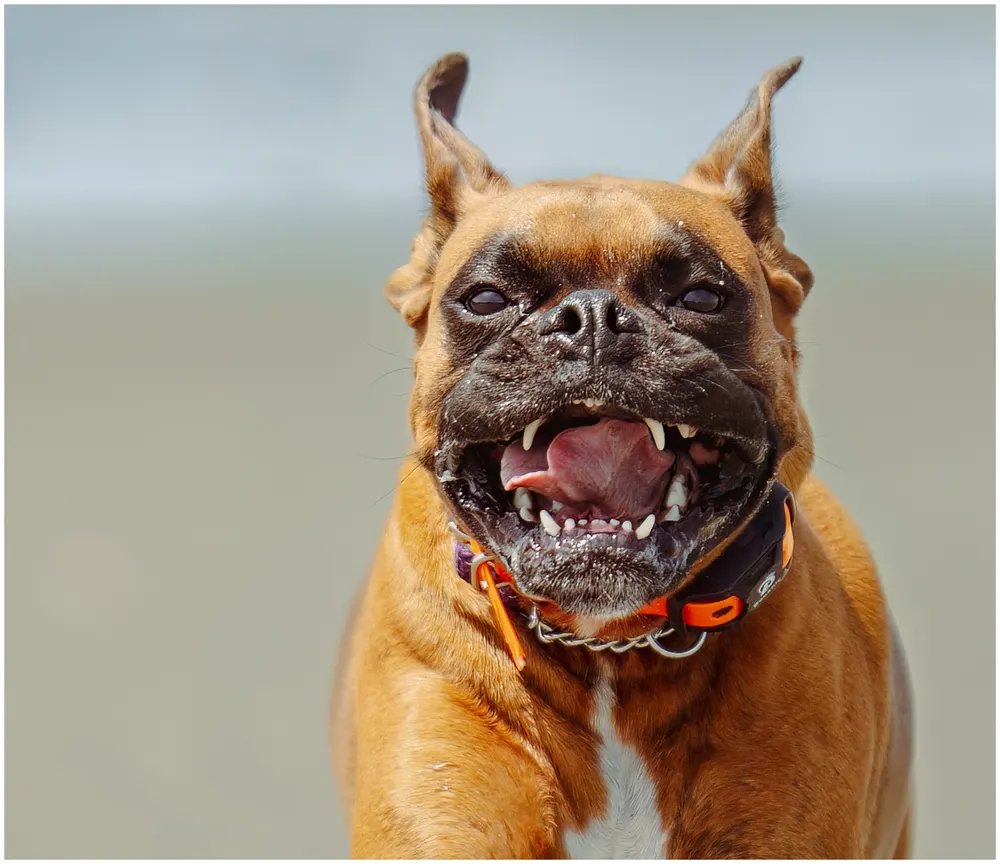 Boxer am Strand