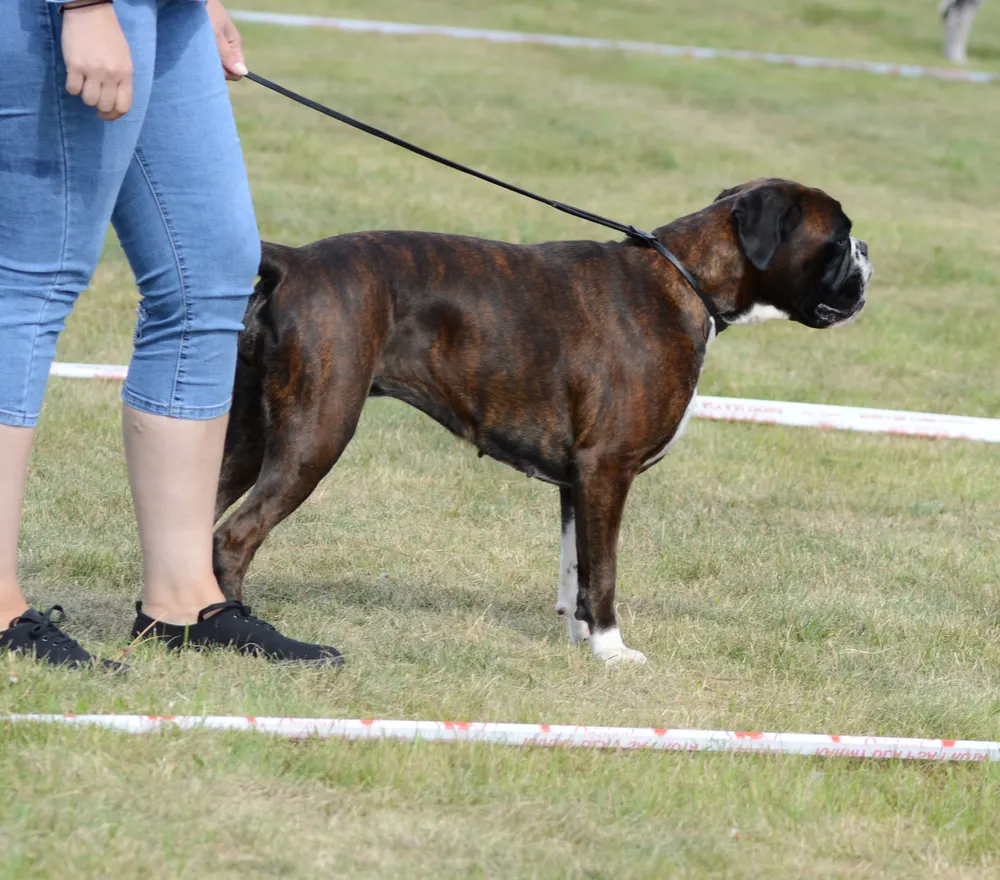 Deutscher Boxer in korrekter Standposition von der Seite
