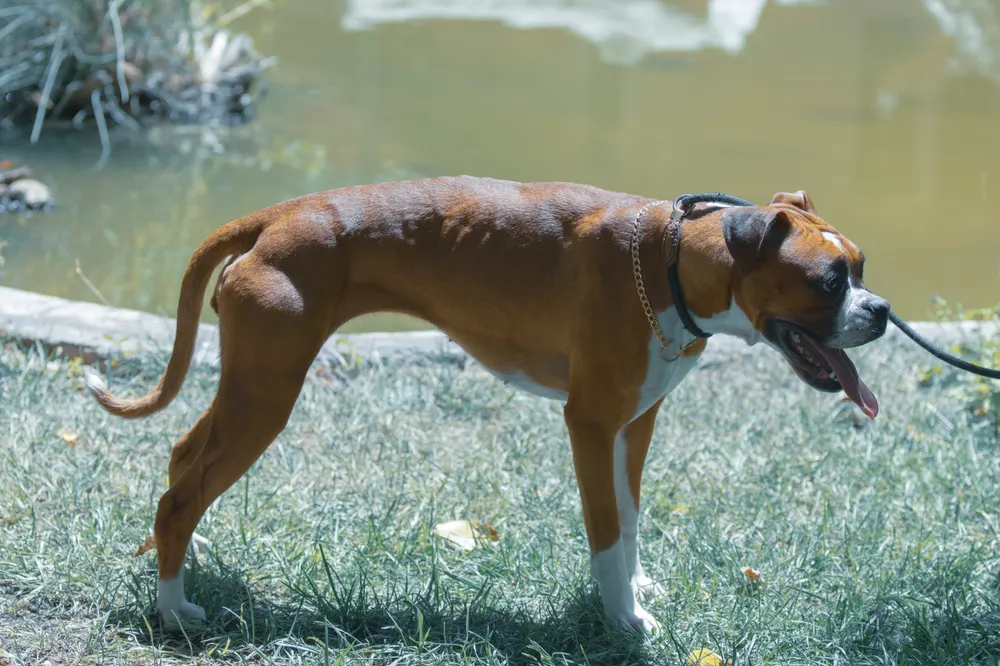 Boxerhündin mit wachem, freundlichem Blick